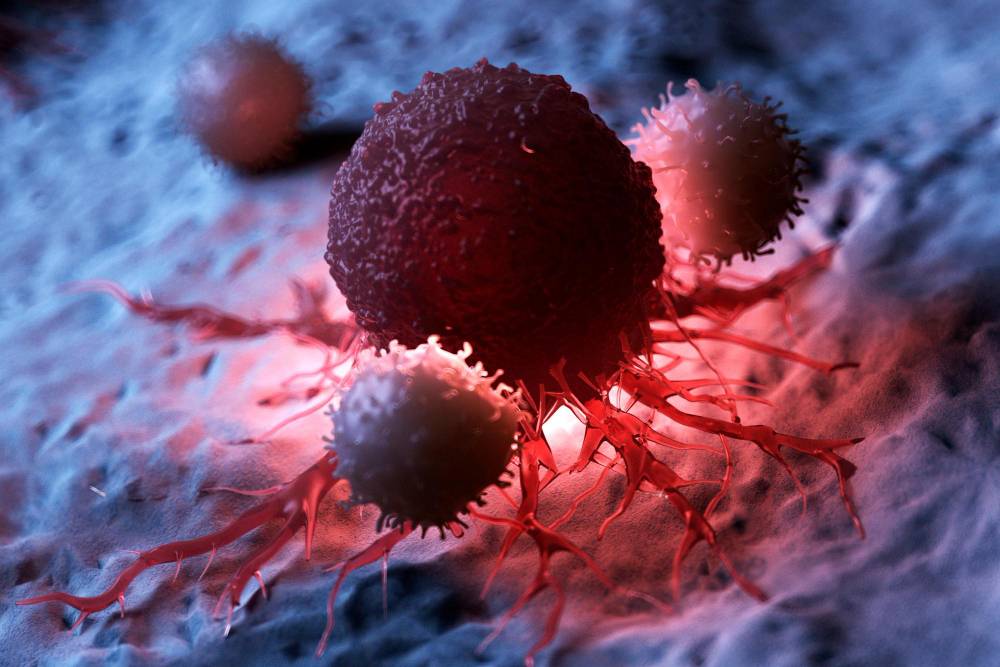 Cell: Tumor lysis therapy 'porks' cancer cells to fight cancer